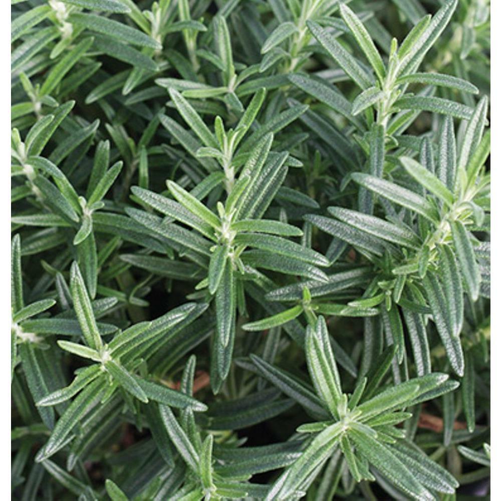 Primed Rosemary