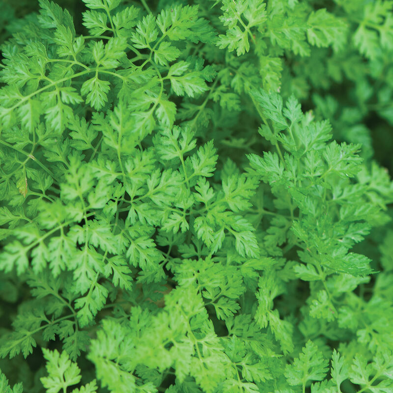 Vertissimo Chervil