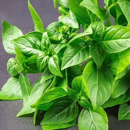 Lemon Basil