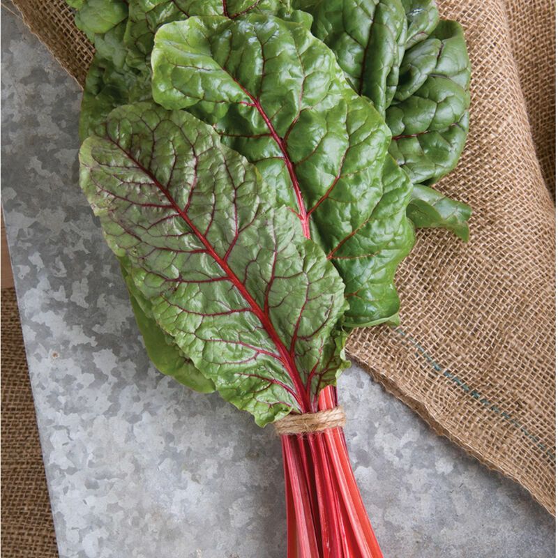 Ruby Red Swiss Chard