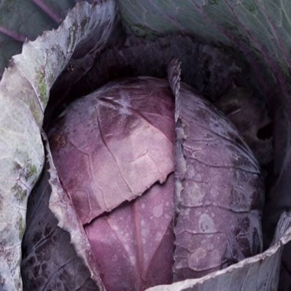 Red Express Cabbage Leaves