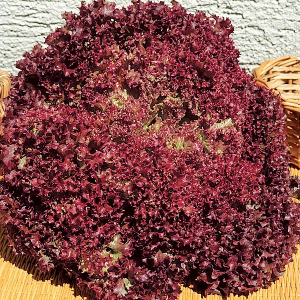 Dark Red Lollo Rossa