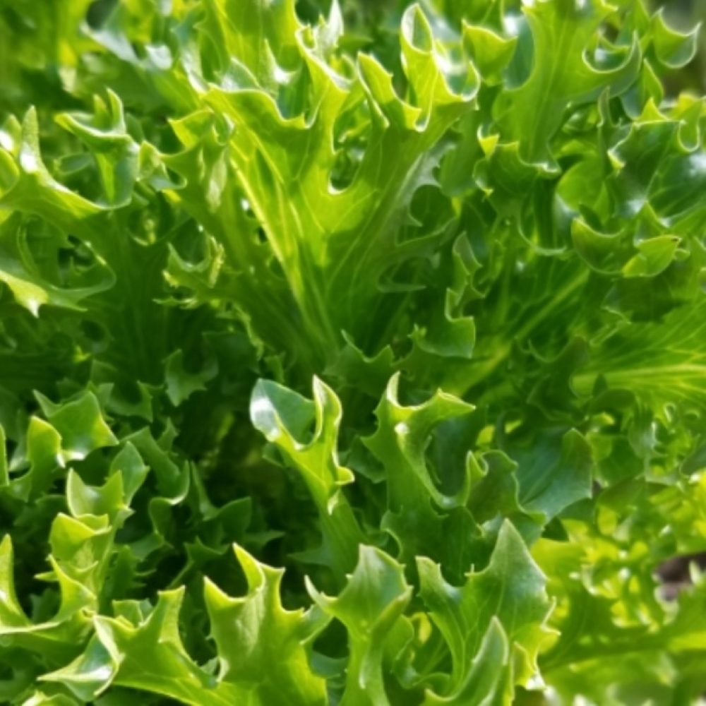 Salanova Green Sweet Crisp