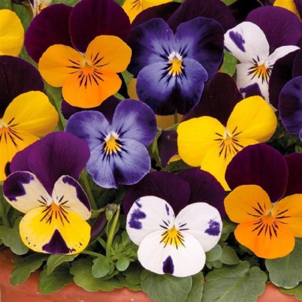 Sorbet Formula Mix Violas