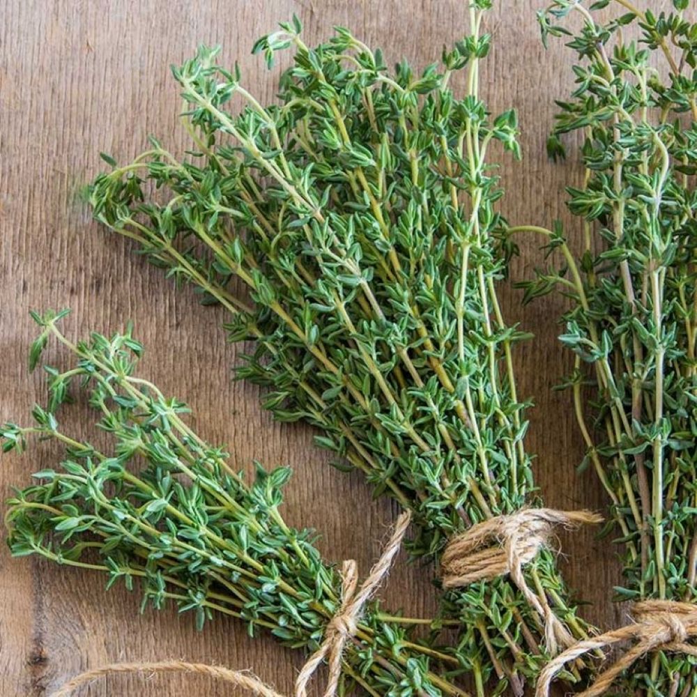Winter Thyme