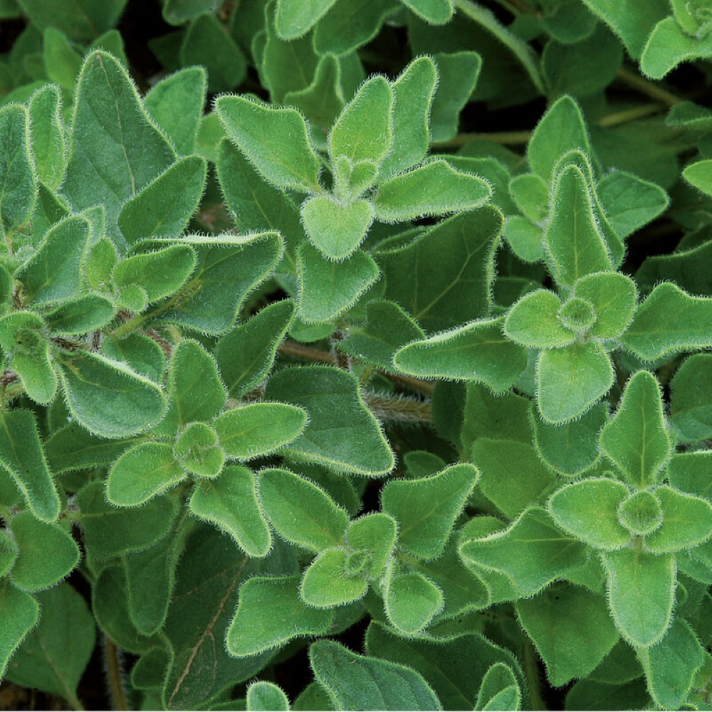 Greek Oregano