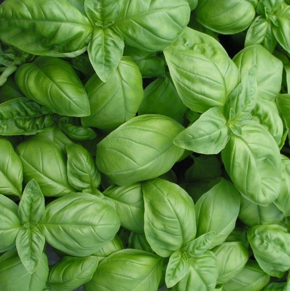 Genovese Basil