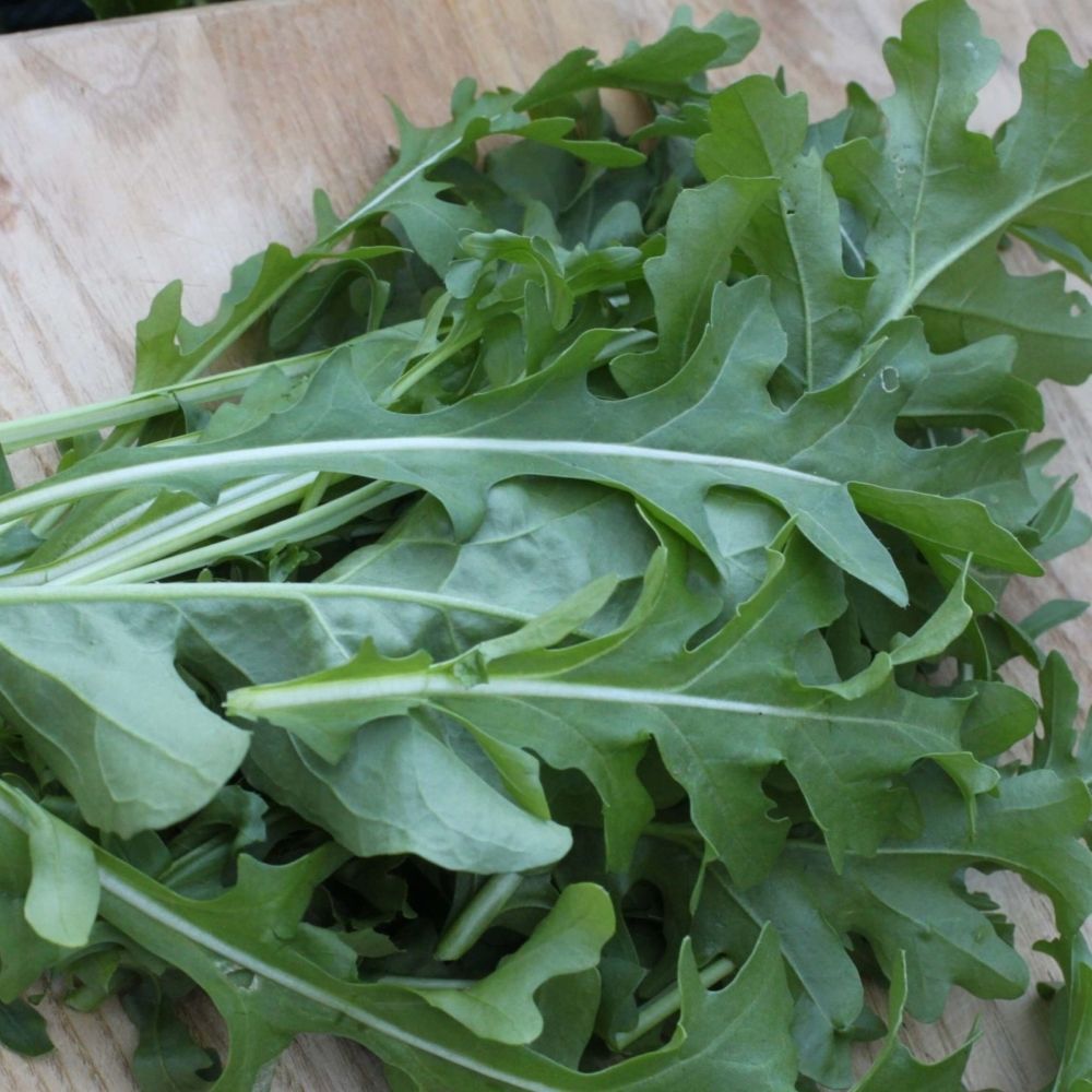 Arugula (Astro)