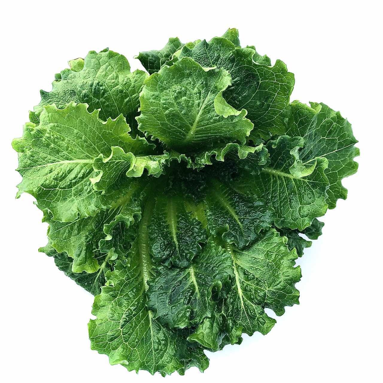 Fusion Green Romaine