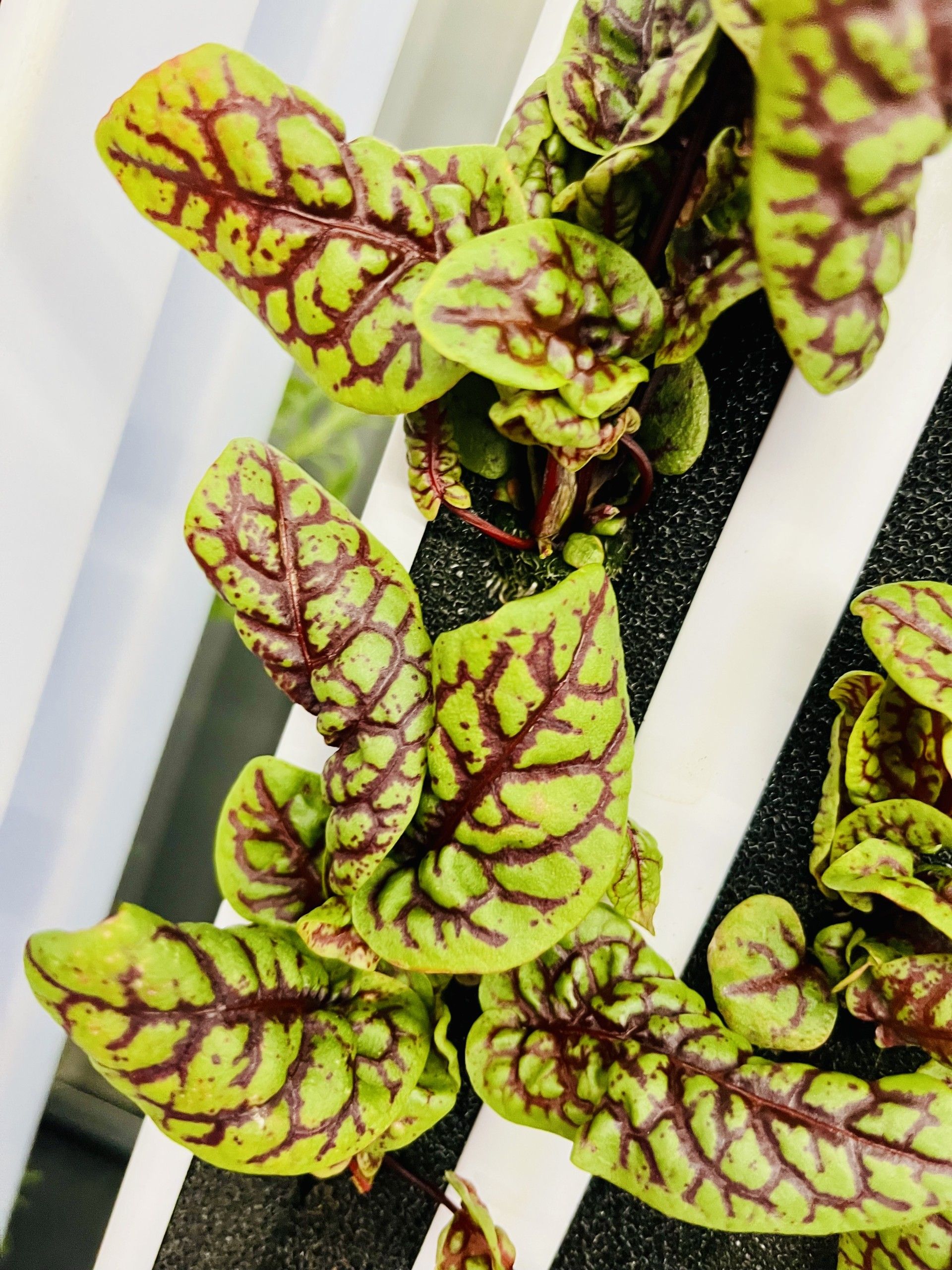 Red Veined Sorrel (Baby)