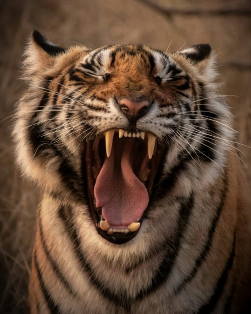 How to See a Tiger: A Complete Guide to India's Best Wildlife Sanctuaries in 2026