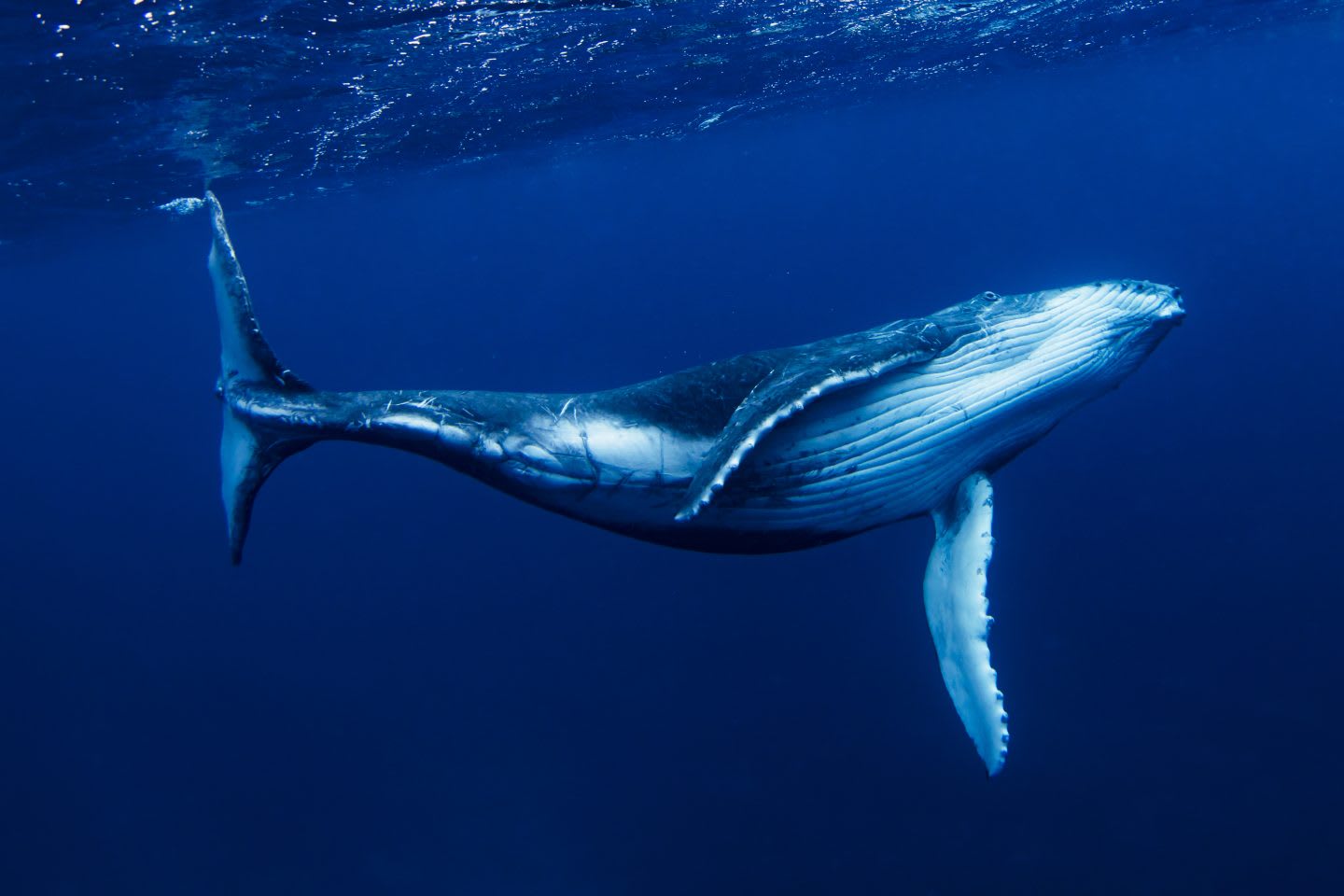 Humpback whale swimming underwater. whale, blue, ocean, sea