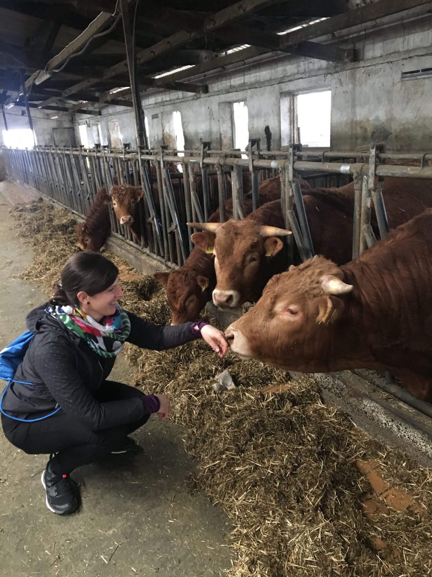 Stefanie feeding cow green sustainability purpose. Finding your why, GamaPlanA