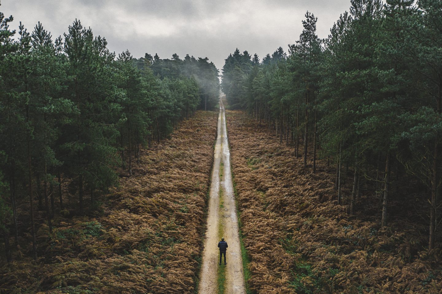 Man walking along forest track, solitary, road, path, nature, outdoor, man, unknown