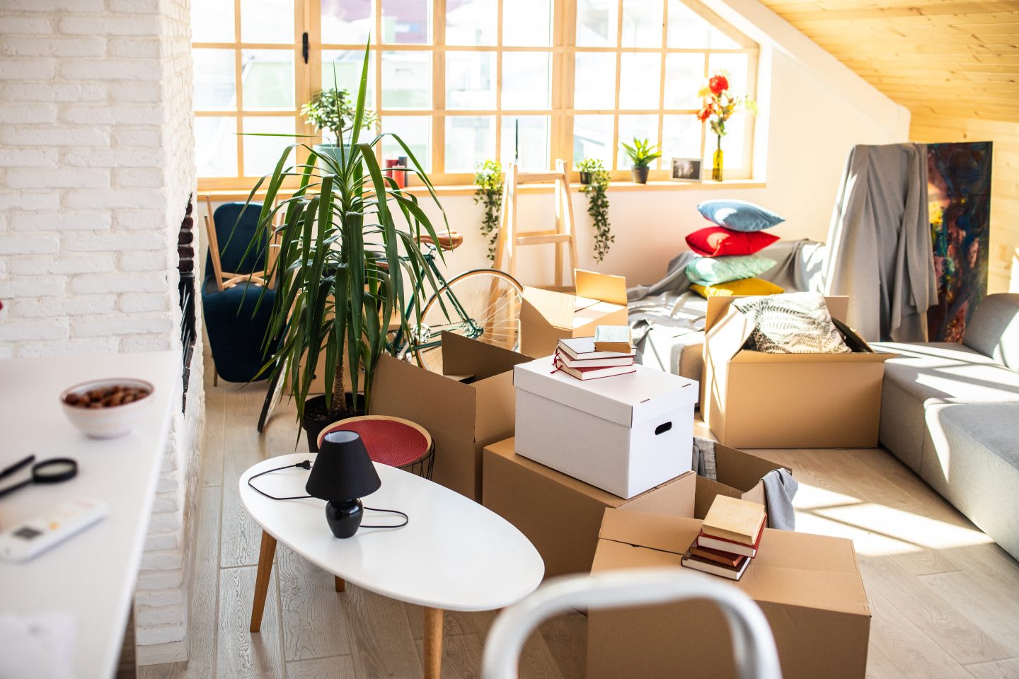 Packed Cardboard boxes in apartment, ladder, plants and other stuffs, moving, tidy, home, living, messy