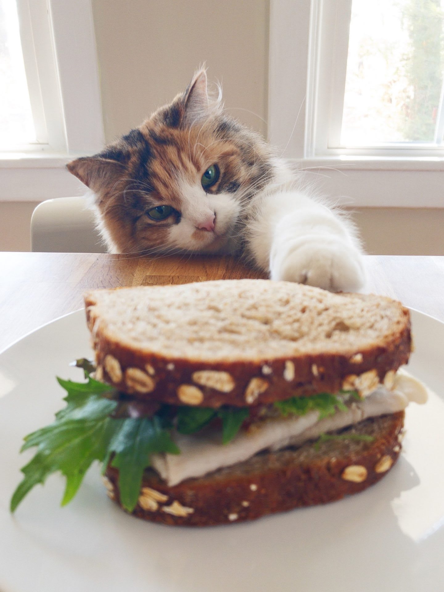 Fluffy cat touching a sandwich with paw, cute, animal, pet, kitten