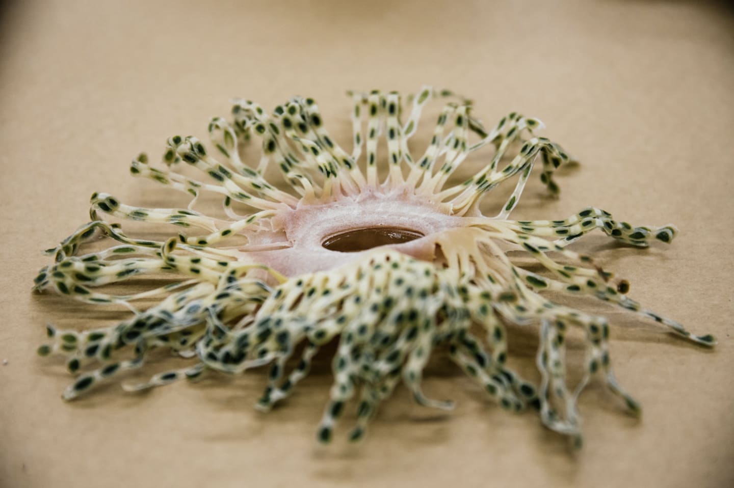 architecture apparel biofabricate futurecraft