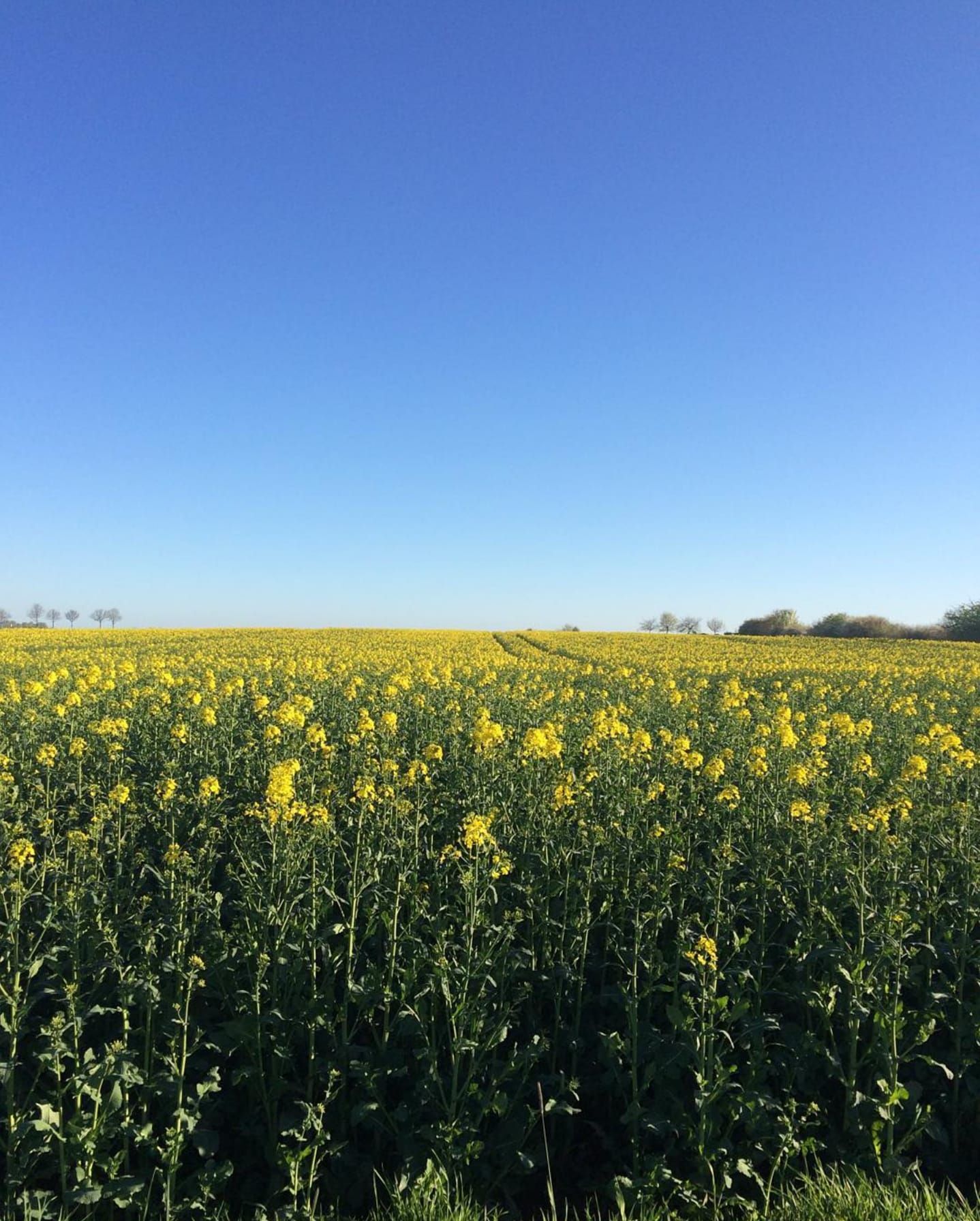 Yellow Flowers in Germany