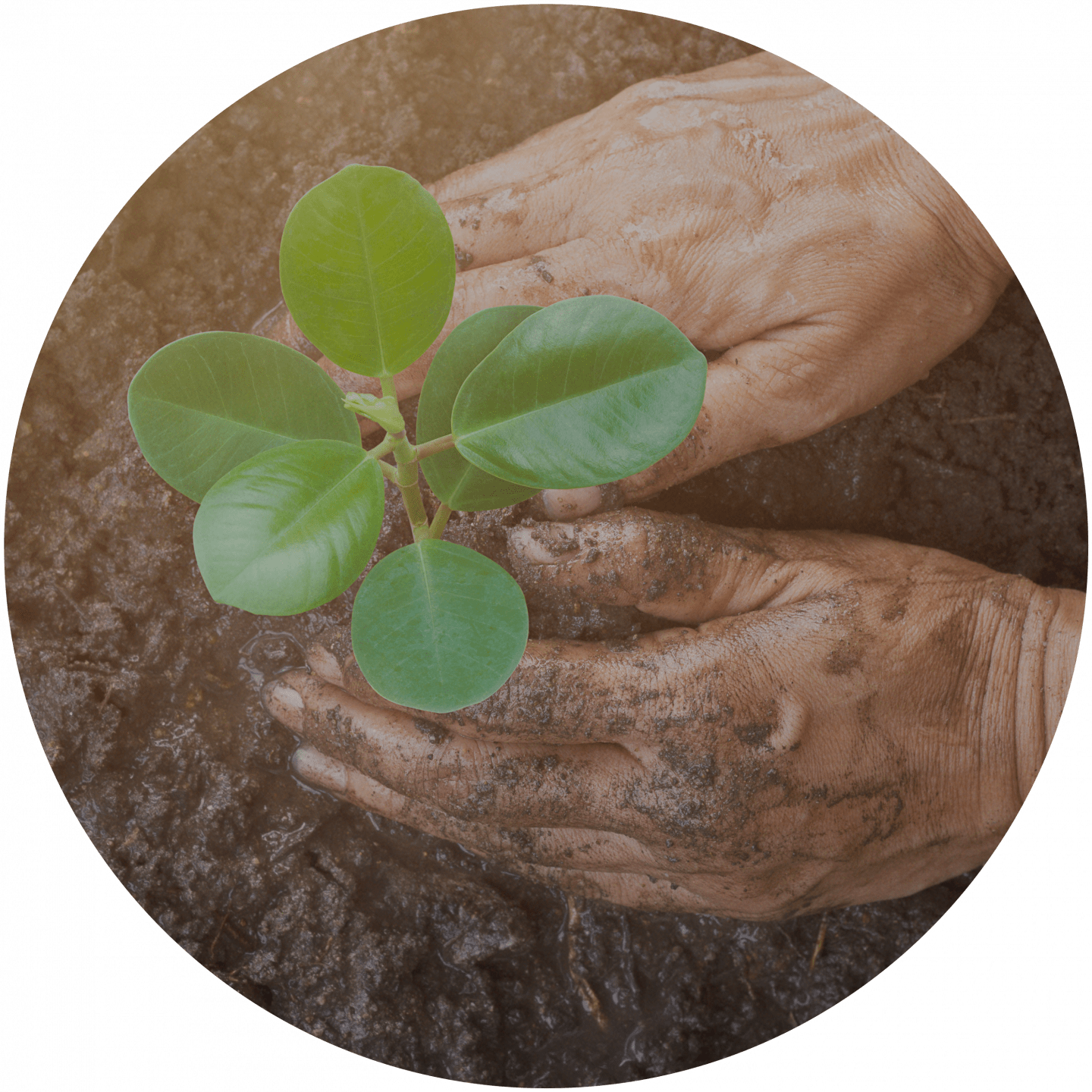 Hands covered with earth planting a plant. Volunteer_Plant_Do Good, team building, adidas, GamePlan A, team event, business, team spirit