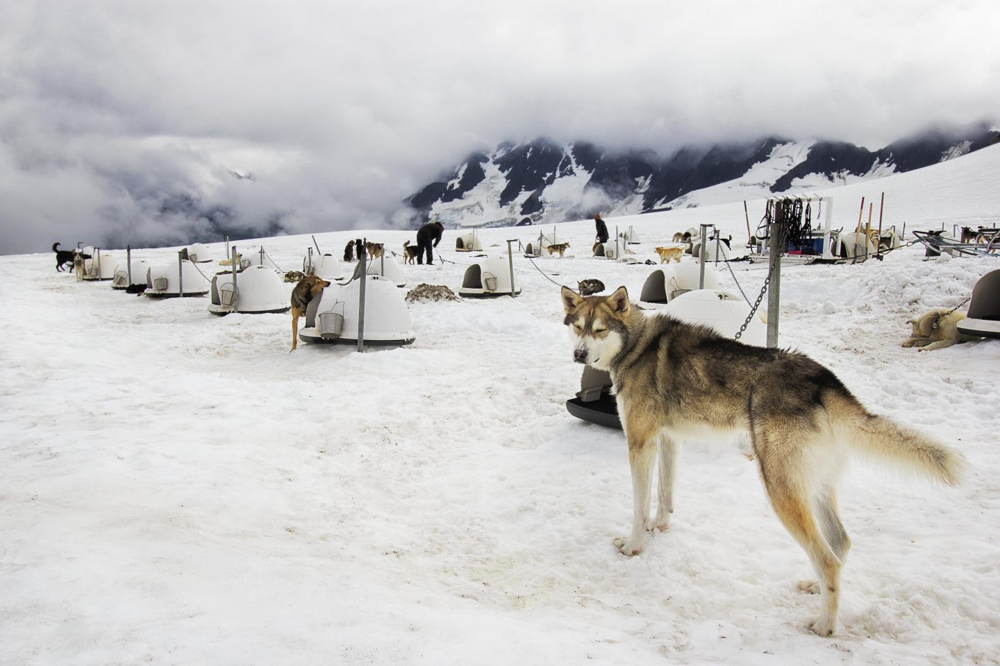 Sled dogs at dog camp in the snow between mountains in Alaska, USA, Chugach Mountains, dog sled