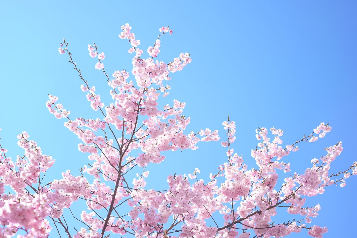 Cherry blossoms on flowering cherry tree against clear blue sky, flowers, blooming, tree, spring, beautiful, nature