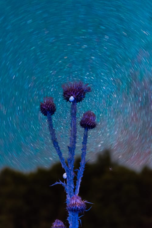 Metamorphosis — photograph by Claudia Fuggetti