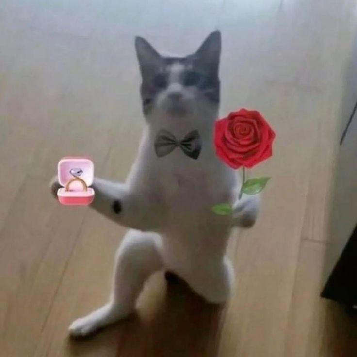 Nervous cat