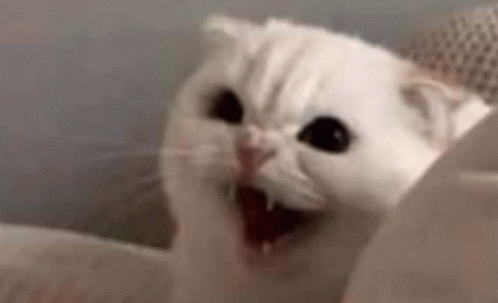 Angry cat