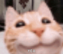 Happy cat