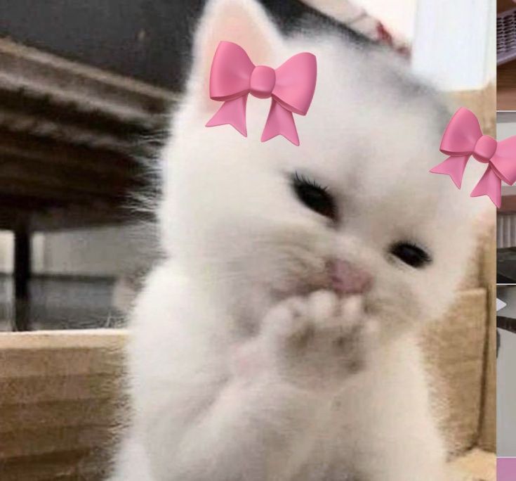 Valentine cat