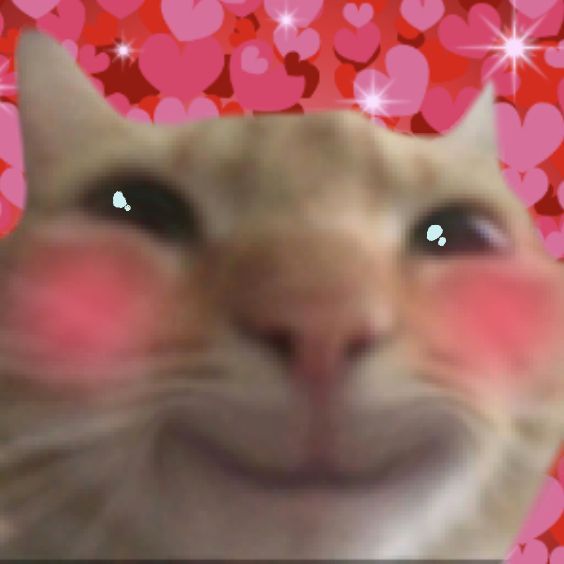 Welcome cat