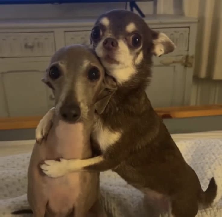 cuddles