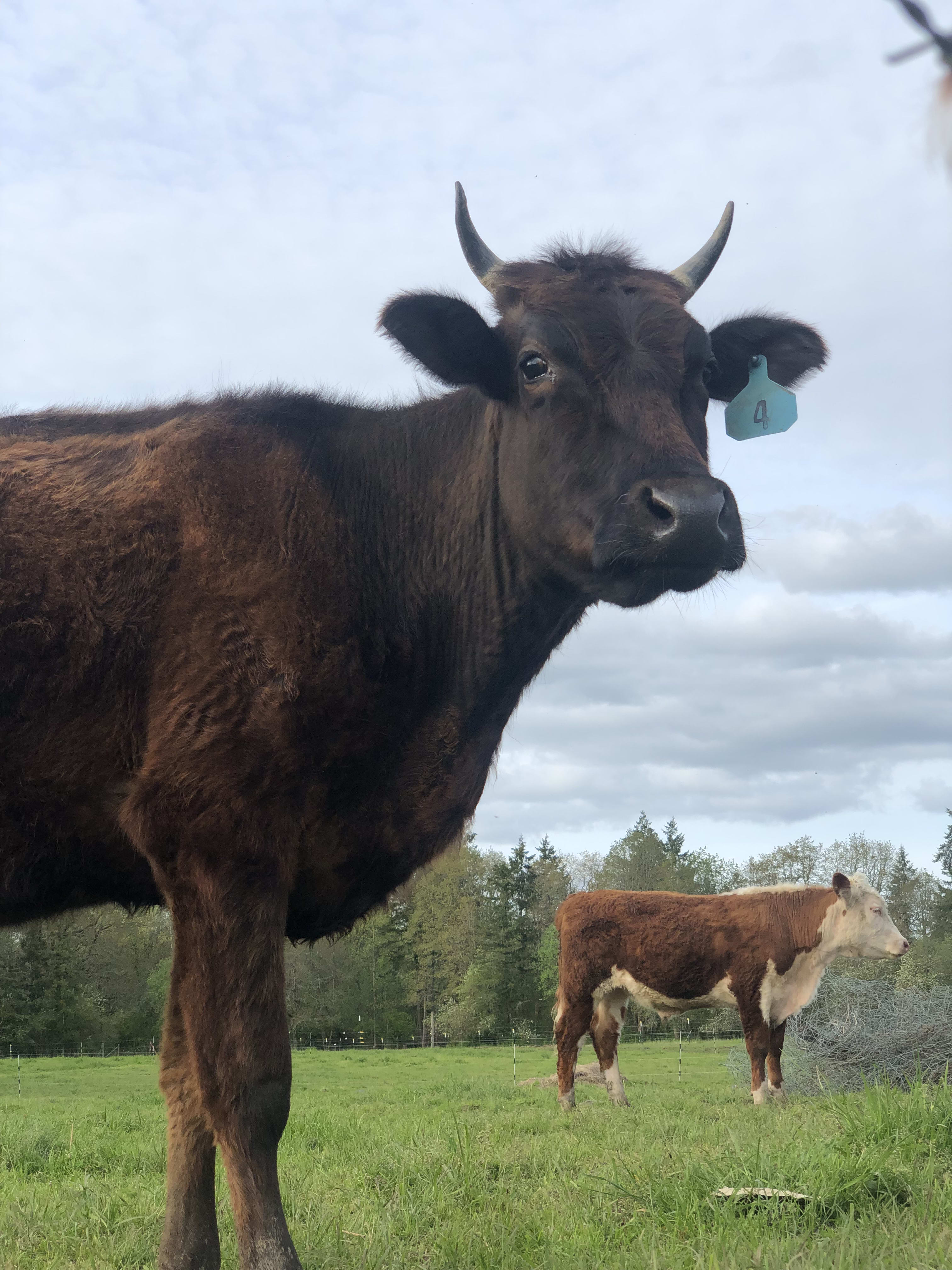 cattle in pasture