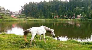 Horse Riding around Mirik Lake