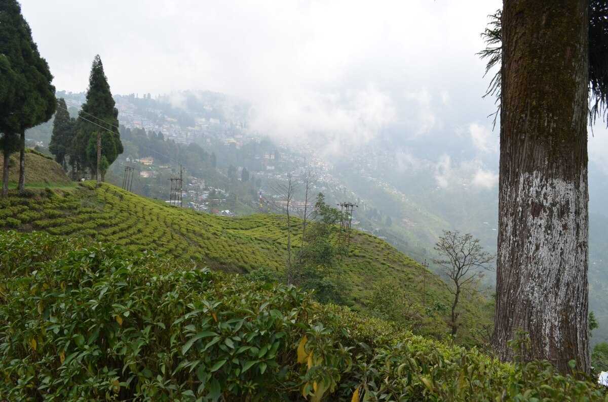 Darjeeling Tea Gardens (Happy Valley & Regional Estates)