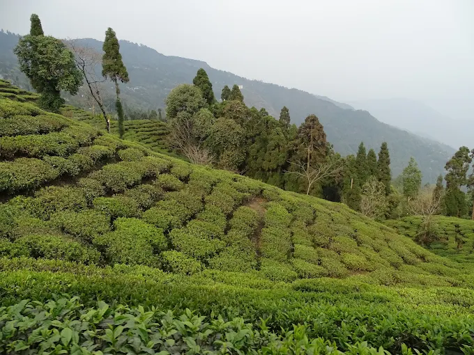 Peshok Tea Gardens (Peshok Tea Estate)