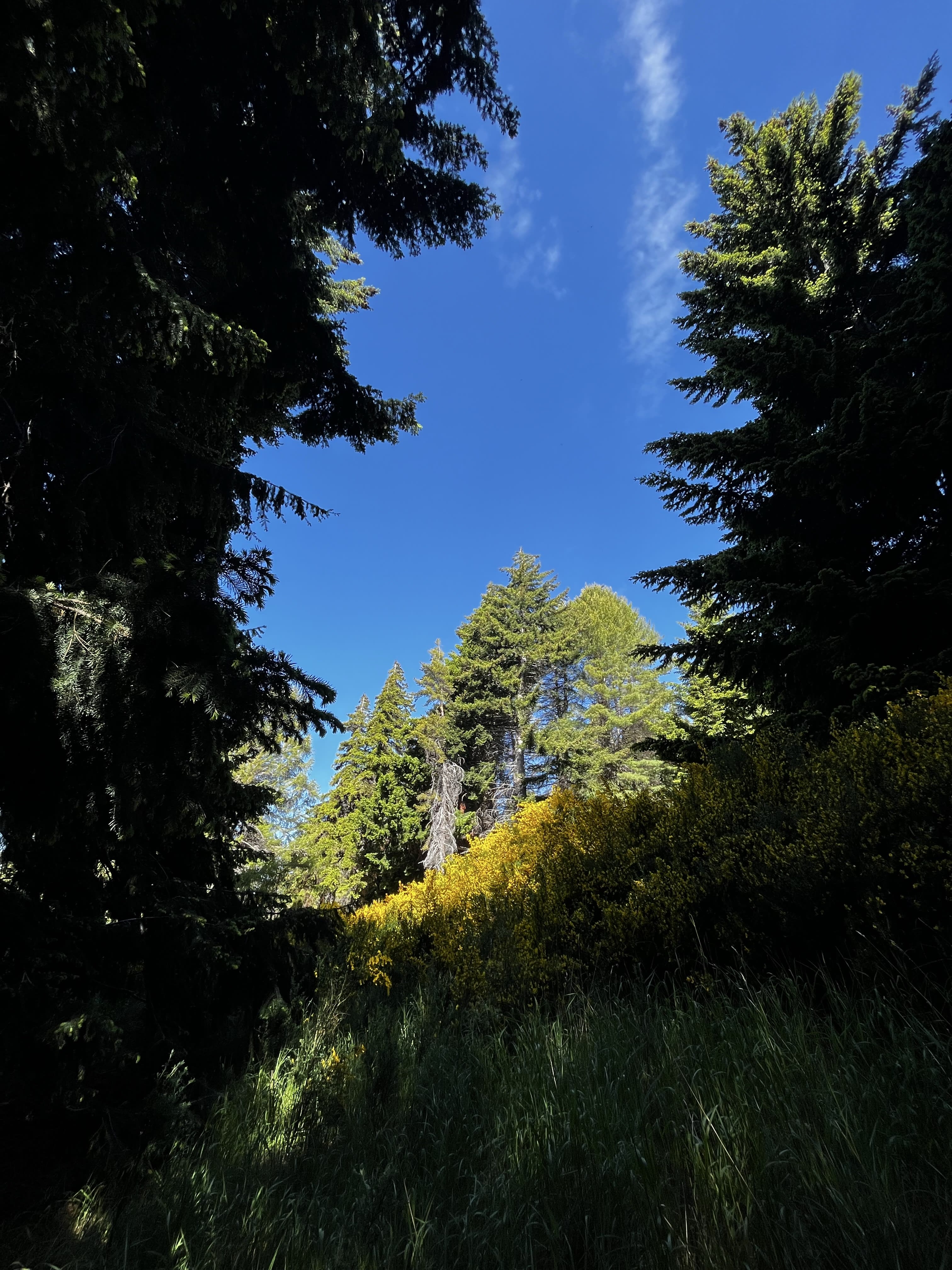Forest of trees with one illuminated by sunlight