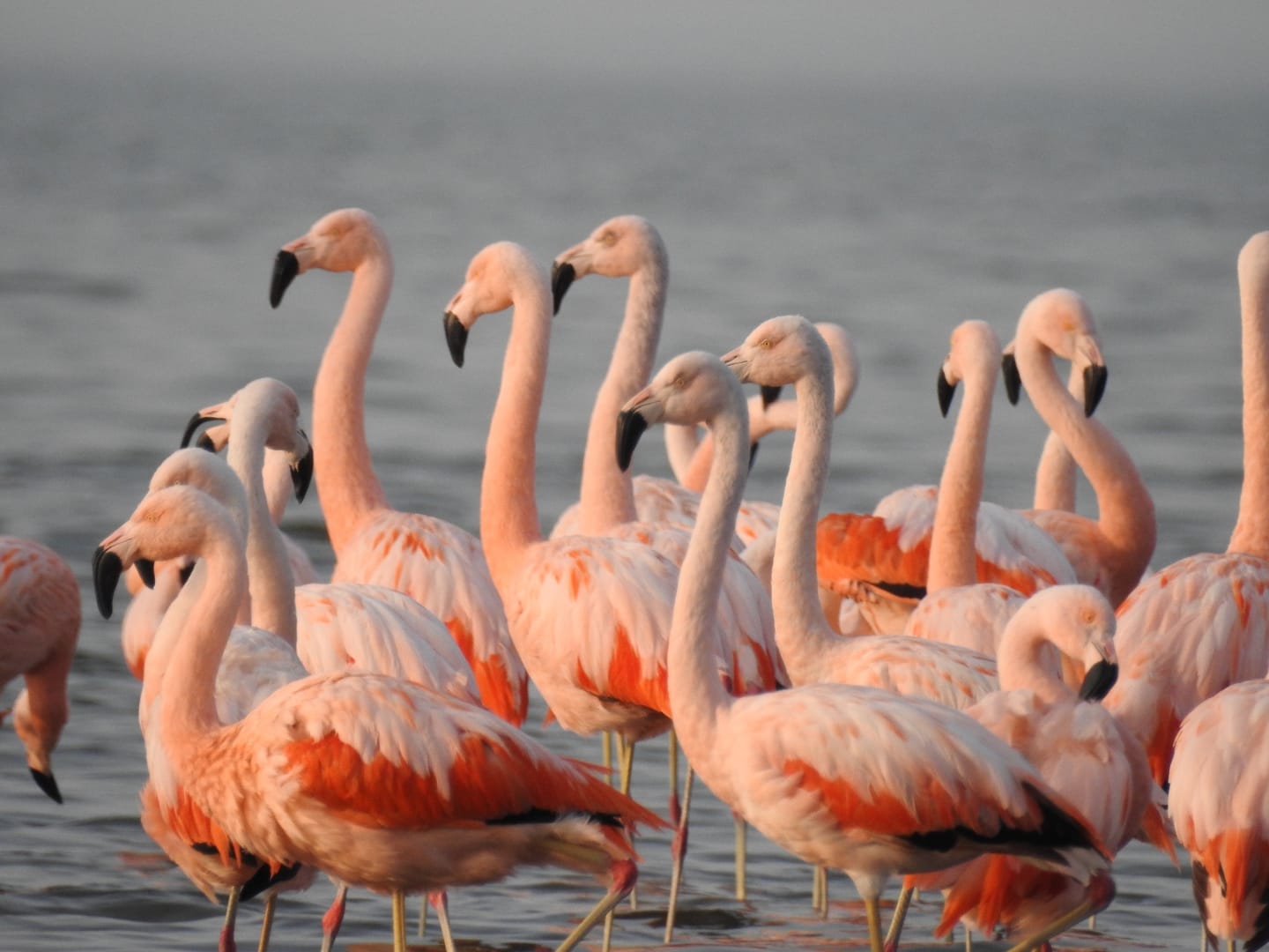 Grupo de flamencos que destacan su color rosado.