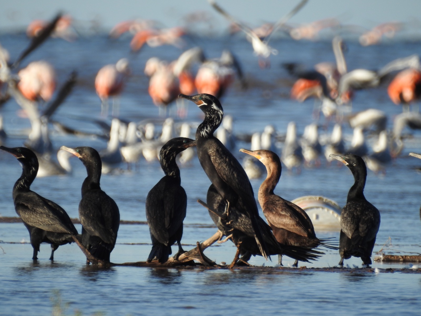 Parque Nacional Ansenuza