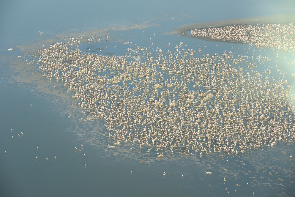 Grupo de miles de flamencos alimentándose en el agua vistos desde el cielo