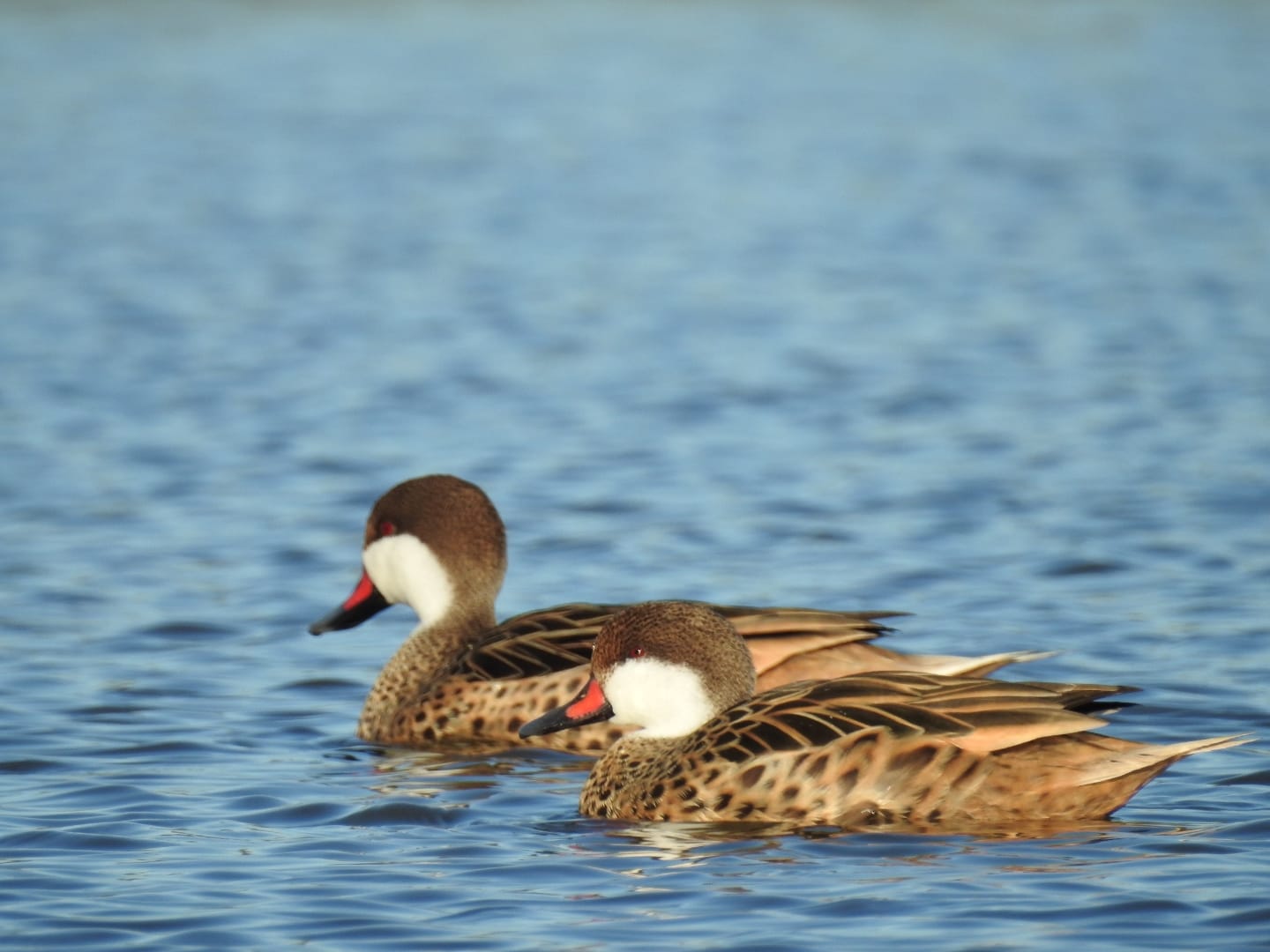 Flamencos en Ansenuza