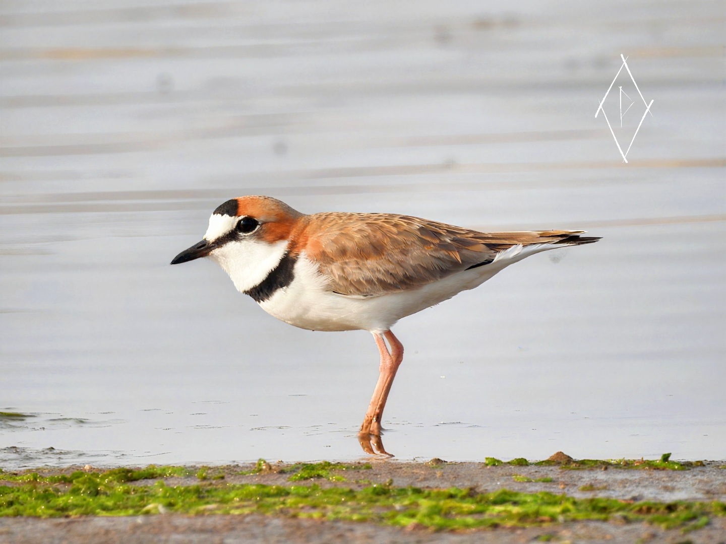 Aves migratorias en Ansenuza