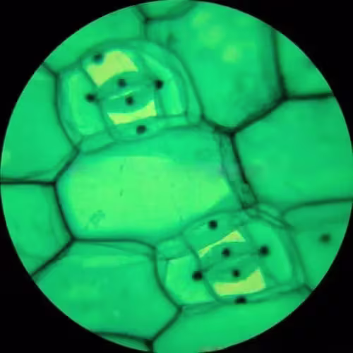 AmScope T490B Bileşik Trinoküler Mikroskop 40X2000X Büyütme