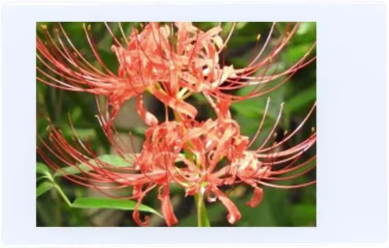 Fujifilm Instax Mini Instant Film (3 İkiz Paket, Toplam 60 Resim)