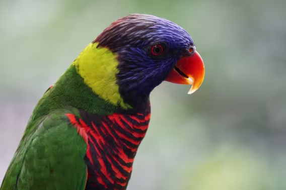 Sony E 55210mm f/4.5-6.3 OSS Objektif