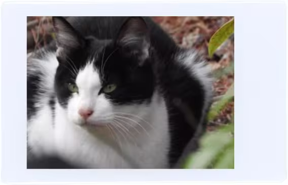 Fujifilm Instax Mini Anında Film