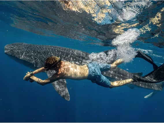 Citizen Erkek Promaster Fugu Otomatik Saat NY013652L