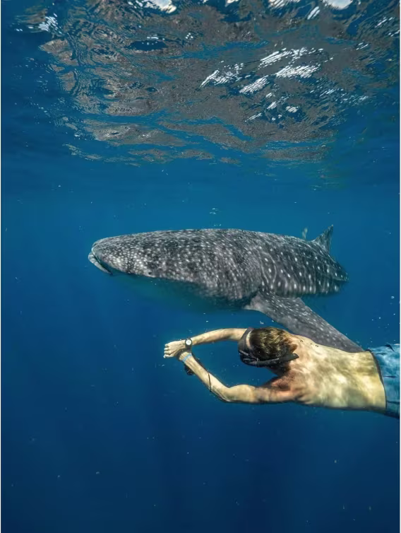 Citizen Erkek Promaster Fugu Otomatik Saat NY013652L