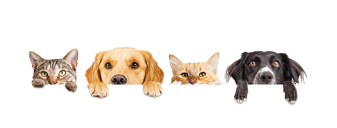 Dibujo de mascotas