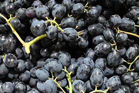 Uvas